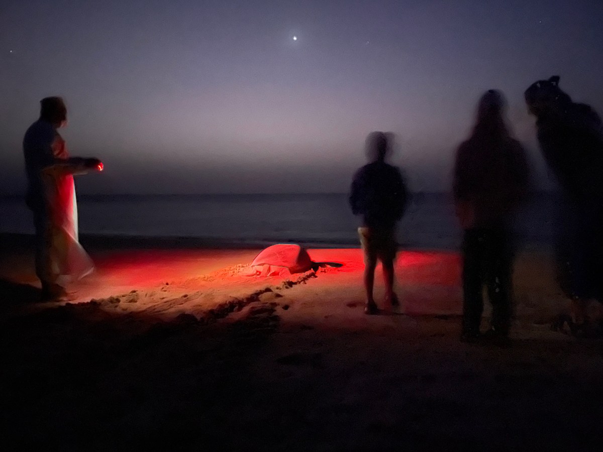 The Slow Waltz of the Turtles 